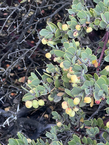 Arctostaphylos montana, photograph 4