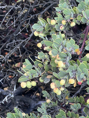 Arctostaphylos montana, photograph author not stated, no rights reserved