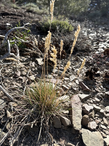 Poa fendleriana observed 2026-06-18