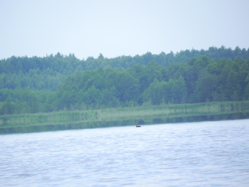 Great Crested Grebe
