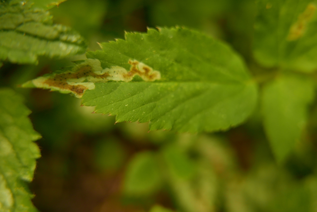 Phytomyza pubicornis