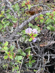 Ceanothus jepsonii, photograph author not stated, no rights reserved