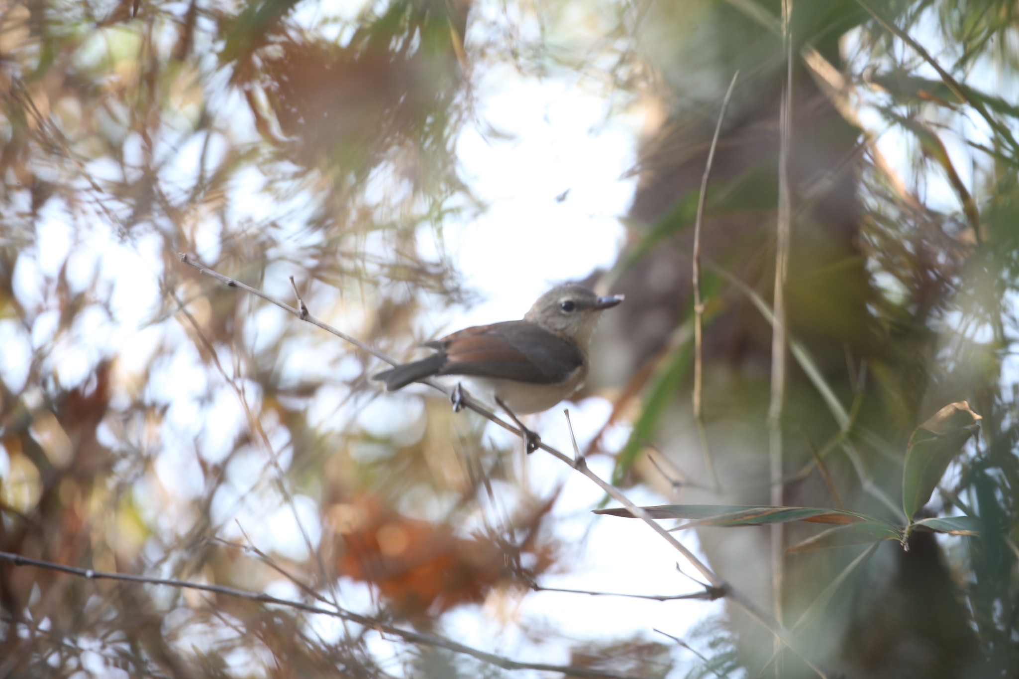 Grey Whistler (Pachycephala simplex), photo 2