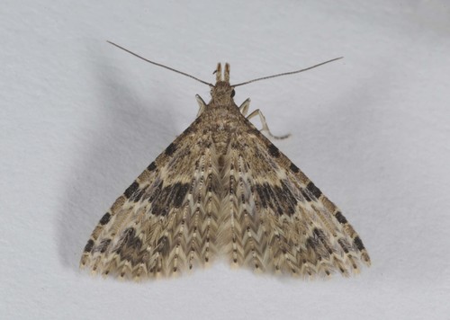 Twenty-plume Moth