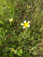 Limnanthes