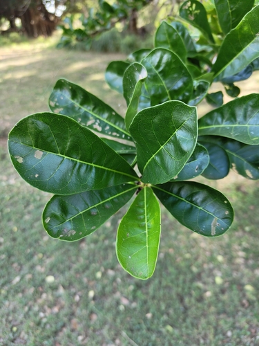 Crescentia cujete observed 2026-06-19