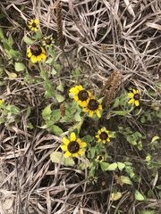 Rudbeckia amplexicaulis