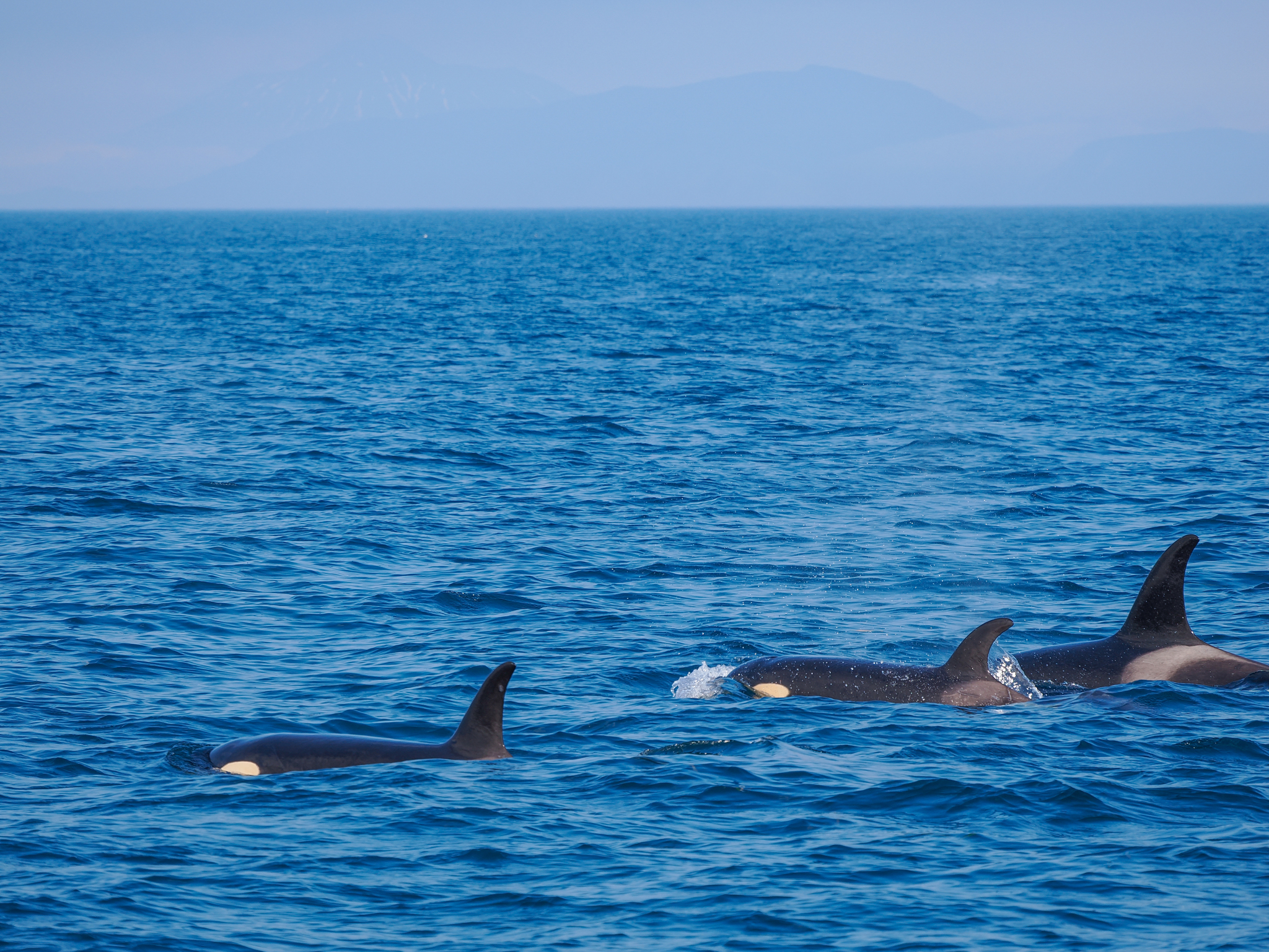 Orcinus orca
