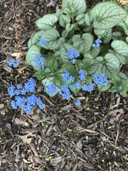 Brunnera macrophylla