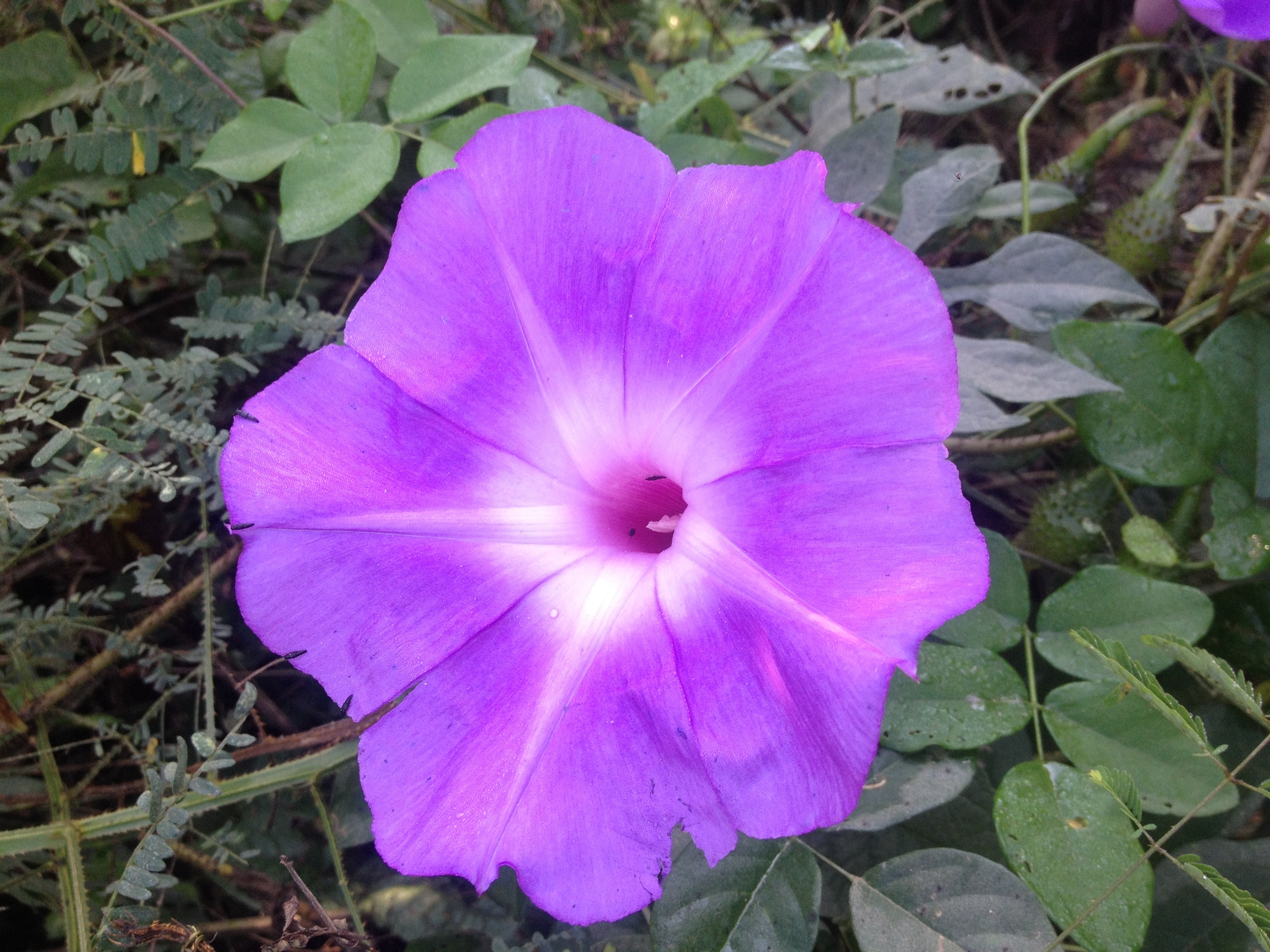 Ipomoea setosa