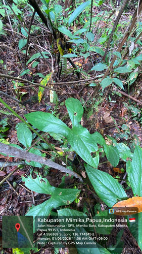 Cyrtosperma macrotum observed 2026-06-01