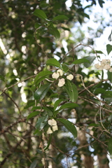 Acronychia oblongifolia