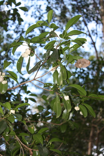 Acronychia oblongifolia, photograph 6