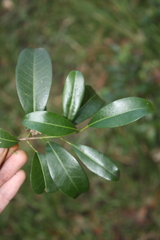 Acronychia oblongifolia, photograph (c) O.Neate, some rights reserved (CC BY-SA)