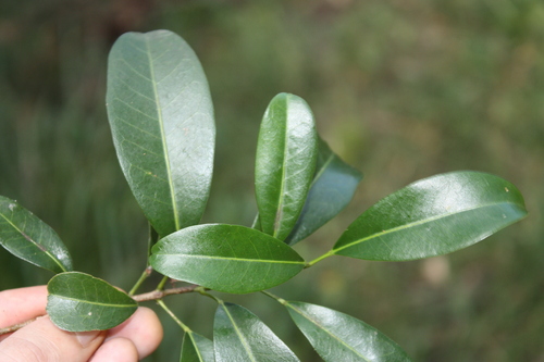 Acronychia oblongifolia, photograph 3