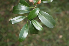 Acronychia oblongifolia, photograph (c) O.Neate, some rights reserved (CC BY-SA)