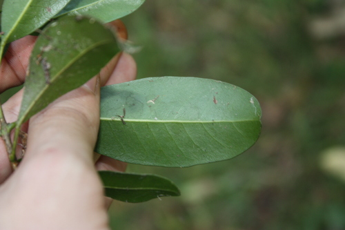 Acronychia oblongifolia, photograph 5