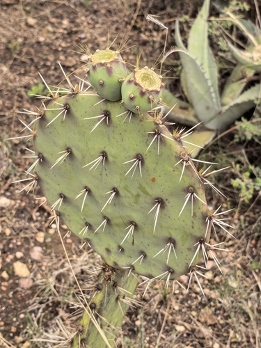 Opuntia rastrera, photograph 1