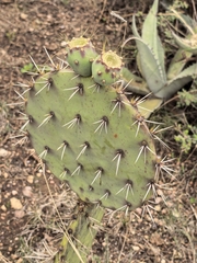 Opuntia rastrera, photograph (c) M. Socorro González Elizondo, some rights reserved (CC BY-SA)