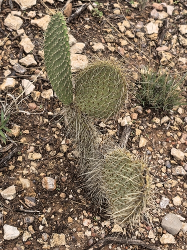 Opuntia rastrera, photograph 2