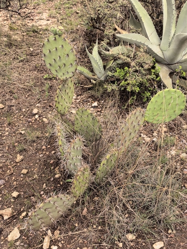 Opuntia rastrera, photograph 3