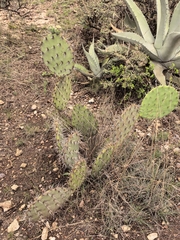 Opuntia rastrera, photograph (c) M. Socorro González Elizondo, some rights reserved (CC BY-SA)