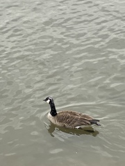 Branta canadensis