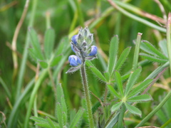 Lupinus polycarpus