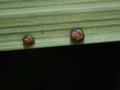 Pupisoma observed 2026-06-19
