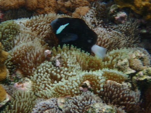 Amphiprion mccullochi observed 2026-03-30