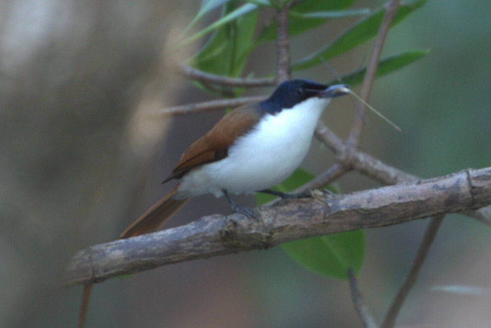 Shining Flycatcher (Myiagra alecto), photo 3
