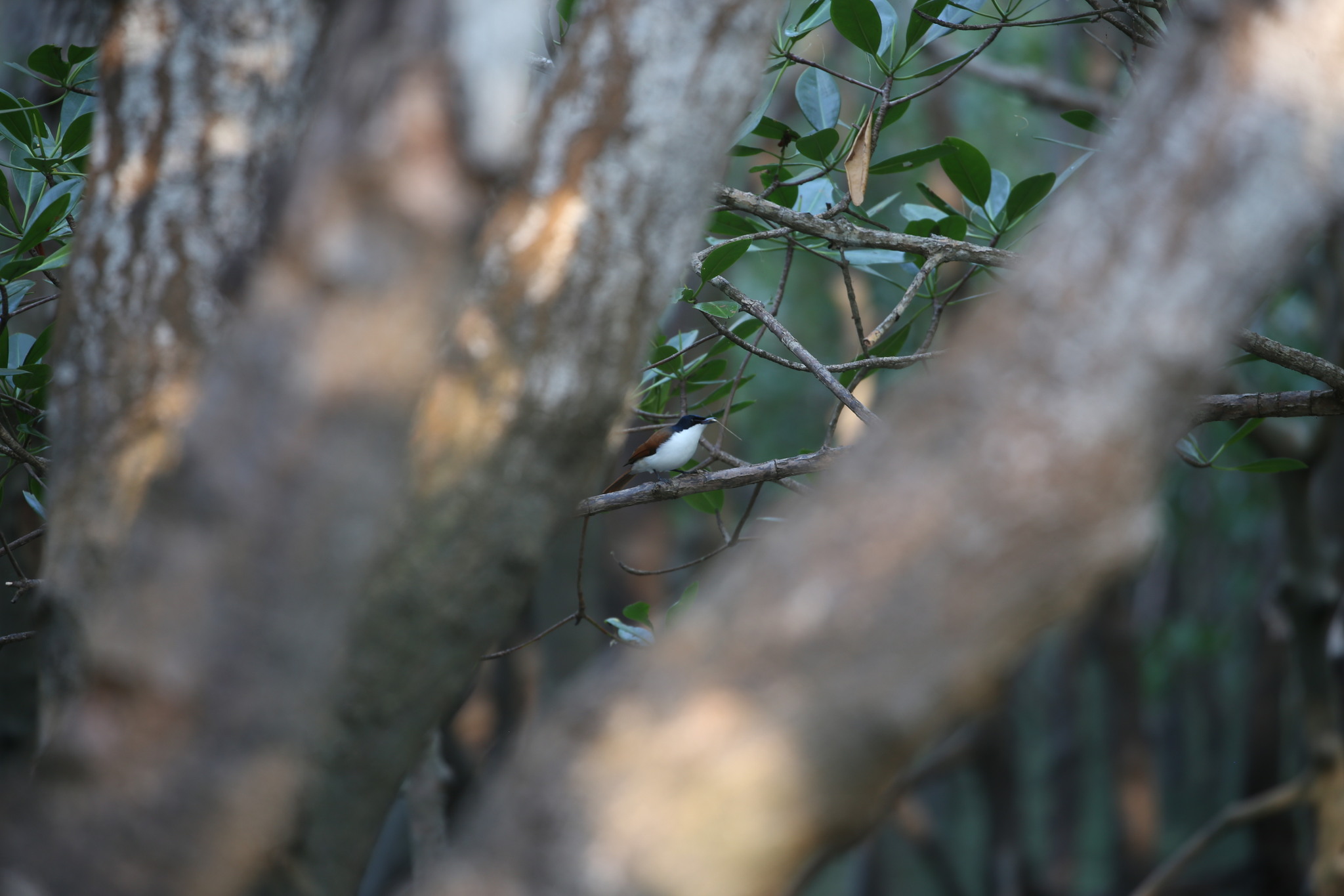 Shining Flycatcher (Myiagra alecto), photo 4