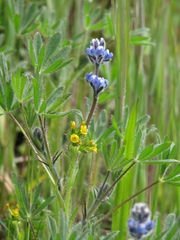 Lupinus polycarpus