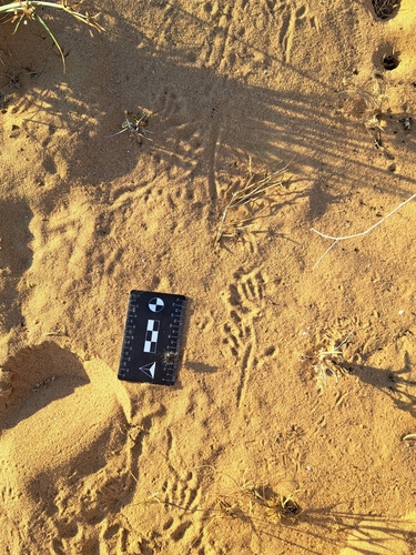 Desert Monitor