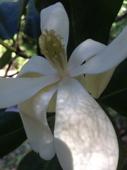 Magnolia pacifica