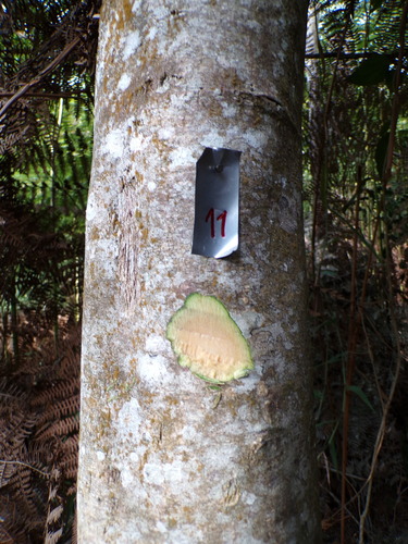 Palicourea sessilis