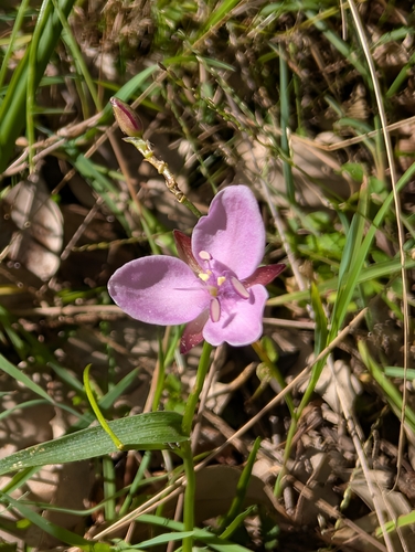 Murdannia graminea observed 2026-06-20