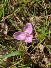 Murdannia graminea, photograph author not stated, no rights reserved