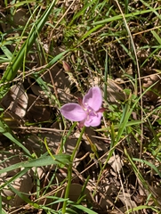 Murdannia graminea, photograph author not stated, no rights reserved