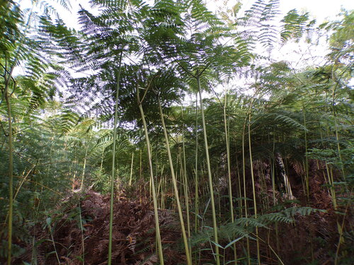 Pteridium esculentum arachnoideum