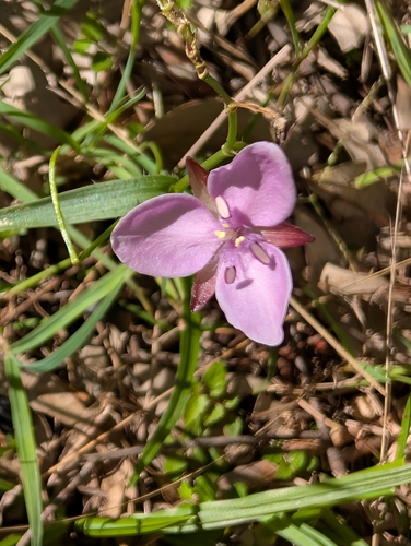 Murdannia graminea, photograph 4