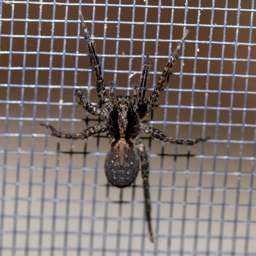 Brush-legged Split Wolf Spider photo 4