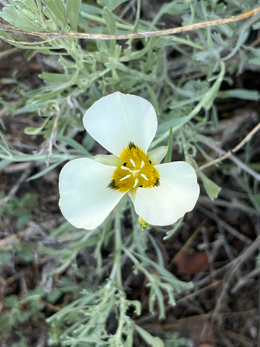 iNaturalist observation photo of Leichtlin's Mariposa Lily