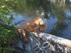 Iguana iguana