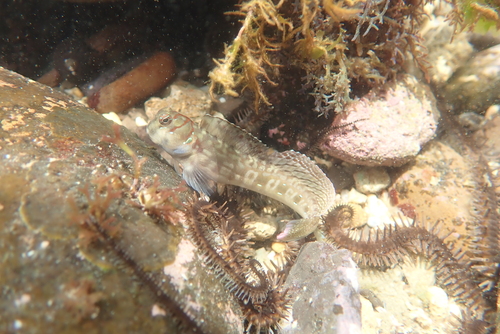 Blenniella interrupta observed 2026-05-30