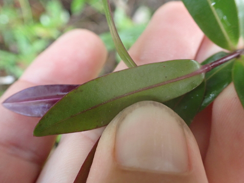 Veronica bishopiana, photograph 5