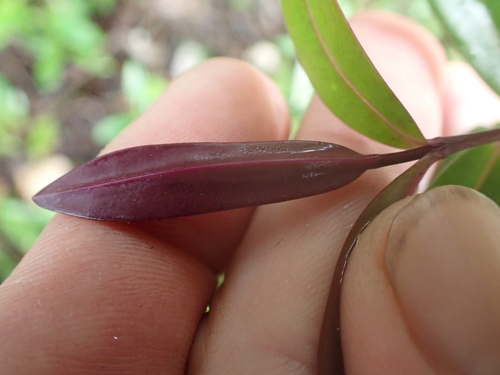 Veronica bishopiana, photograph 6
