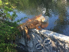 Iguana iguana
