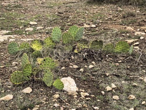 Opuntia rastrera