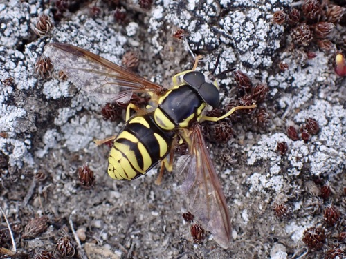 iNaturalist observation photo of Meadow Flies